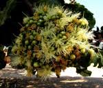 Image result for Maranthes