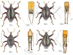 New Beetle Species Named After Cartoon Characters Get deals with coupon and discount code! new beetle species named after cartoon