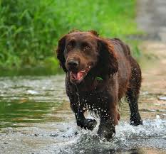 Image result for německý křepelák postava