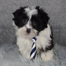 These are vigorous dogs with a lively, springy gait. Male Havanese Puppy For Sale Dannon Puppies For Sale In Pa Nj Ri Va