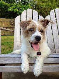 Pin By Allison Wickliffe On Asta Cooper Terrier Mix Breeds Jack Russell Terrier Mix Jack Russell Terrier
