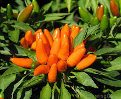 At last, an ornamental pepper that tastes as good as it looks. What Is An Ornamental Pepper With Pictures