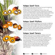 Beli produk kelapa sawit berkualitas dengan harga murah dari berbagai pelapak di indonesia. Kang Kebon Ada Dura Pisifera Dan Tenera Yuk Kita Cari Facebook