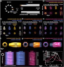 Lidar detector technologies evolving to reach performance and reliability levels to address changing autonomous vehicle market growing demands. Homogeneous Multifocal Excitation For High Throughput Super Resolution Imaging Biorxiv