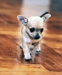 chihuahua sivava kopek irki tarihcesi karakteri ve bakimi