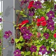 Check spelling or type a new query. Combining Different Climbing Plants On A Facade Or Wall