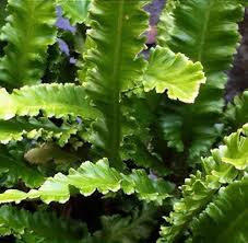 Image result for Asplenium pumilum