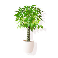 Image result for pachira obrázek