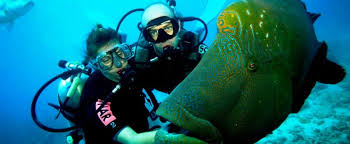 Ingin Scuba Diving Ini Yang Perlu Anda Ketahui Sebelum Mencobanya