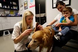 How long to become a veterinarian. High Debt And Falling Demand Trap New Veterinarians The New York Times