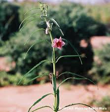 Image result for Sesamum alatum