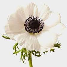 White Flowers Diy White Wedding Flowers Bloomsbythebox Com Anemone Flower Fresh Wedding Flowers White Anemone Flower