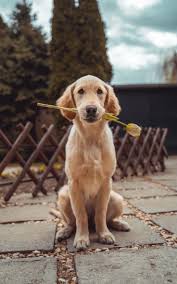 Breeders, handlers and pet owners are asked to log everything, from a move across the country or across town, a change in the. Oregon Live Puppies Golden Retriever The Y Guide