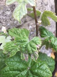 Prune in spring before leaves emerge. What S Wrong With My Ornamental Grape Vine Gardening Landscaping Stack Exchange