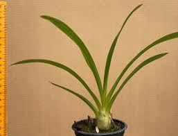 Image result for Graphorkis