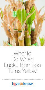 What To Do When Lucky Bamboo Turns Yellow Lovetoknow Lucky Bamboo Plants Bamboo Plant Care Plant Leaves Turning Yellow