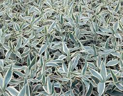 Image result for Dracaena sanderiana
