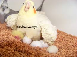 Bird And Pet Clinic Of Roseville Hours Cockatiel Hen On Her Eggs And Little Baby Cockatiel Budgies Little Babies