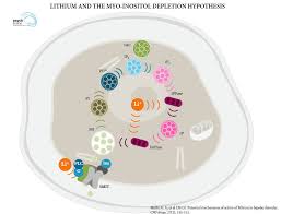 How does lithium act on a bipolar brain? Lithium S Mechanism Of Action A Synopsis And Visual Guide