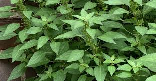 Image result for Acalypha polymorpha