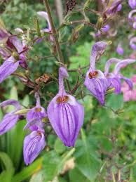 Image result for Brillantaisia madagascariensis