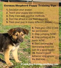 Best 10 German Shepherd Puppy Training Tips German Shepherd Puppies Training German Shepherd Puppies Shepherd Puppies