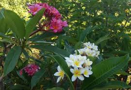 Maybe you would like to learn more about one of these? Jardin Botanico La Concepcion Malaga ×'×˜×•×•×™×˜×¨ Plumeria Rubra Este Es Un Cultivar Que Tiene Tanto Flores Rosas Como Las Clasicas Blancas Con El Centro Amarillo Nos Encanta Plumeria Flores Flowers Arboles Trees
