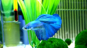 Siamese fighting fish, commonly known as betta fish, are brightly colored small tropical fish. How To Care For Betta Fish Thefishkeeping Com