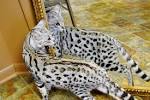 Bengal Cat Breeder & Bengal Cats for Sale in NC by ...