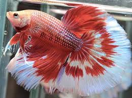 Which One Is Prettiest Closest To Show Quality Betta Fish Freshwater Aquarium Fish Colorful Fish