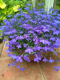 Maybe you would like to learn more about one of these? 17 Beautiful Flowers For Small Balcony Gardens Gardening