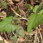 Image result for Convolvulus farinosus