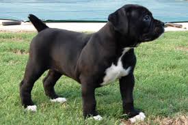 39 Beautiful Boxer Dog Pictures And Images