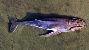 5 dead in 3 weeks: are whale strandings on the rise in Indonesia? - South China Morning Post