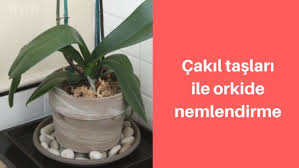 Konut kredisi peşinat oranı 2020. Orkide Bakiminda Nemin Onemi Orkide Bakimi