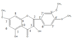 Image result for Thalictrum rhynchocarpum