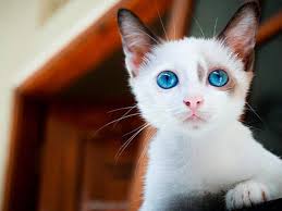 El truco infalible para saber si tu gato es macho o hembra
