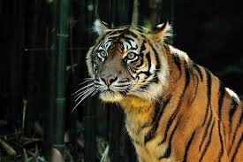 How You Can Help 6 Critically Endangered Species With Populations Of 500 Or Less Endangered Animals Critically Endangered Species Sumatran Tiger