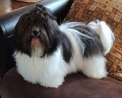 Discover more about how to get our beautiful havanese puppies for sale near charlotte, nc. Nc Havanese Puppies For Sale Havanese Puppies Havanese Puppies For Sale Havanese