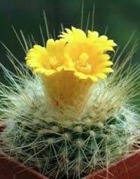 Add cactus forest trail to your tucson travel itinerary, and discover new vacation ideas by using our tucson attractions planning app. 800 Desert Ideas Cacti And Succulents Cactus Flower Cactus Flowers