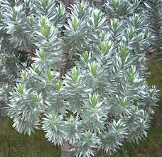 Image result for Afrocanthium lactescens