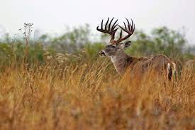 Posted by unknown posted on februari 02, 2019 with no comments. Realtree Buck Wallpapers Top Free Realtree Buck Backgrounds Wallpaperaccess