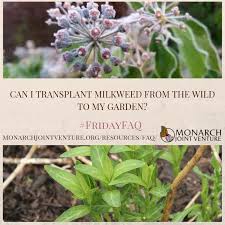 Common milkweed has a lot of benefits for nature—monarch caterpillars enjoy the leaves, while hummingbirds and butterflies love the flowers! Wondering If You Can Transplant Milkweed Monarch Joint Venture Facebook