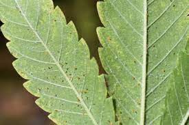 They spread rapidly by laying tiny, initially transparent eggs and most. Predatory Mites Get Rid Of Spider Mites On Cannabis Organically Mold Resistant Strains