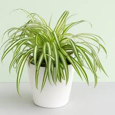 Image result for Chlorophytum silvaticum