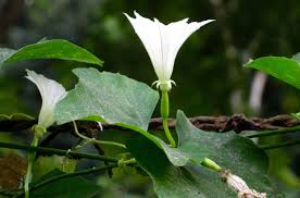 Image result for Coccinia adoensis