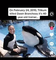 She Had Performed This Routine Hundreds of Times Before. But On That Fateful  Afternoon, As Tamarie Tollison Dived Into the Pool With Her Beloved Orca, Something  Felt Off… Seconds Later, Screams Erupted