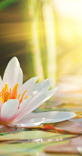 Image Result For Water Lily Wallpaper Iphone Lily Wallpaper Iphone Wallpaper Color Splash