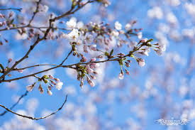 365 cherry blossom hd wallpapers and background images. 10 Free Cherry Blossom Zoom Backgrounds Screensavers