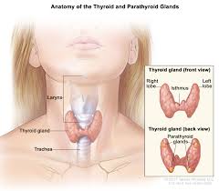 Early diagnosis is important, particularly with solid tumours where, in most cases, treatment can be less intensive and more successful if the tumour is smaller and has not spread from the primary area at the time of diagnosis. Childhood Thyroid Cancer Treatment Pdq Patient Version National Cancer Institute